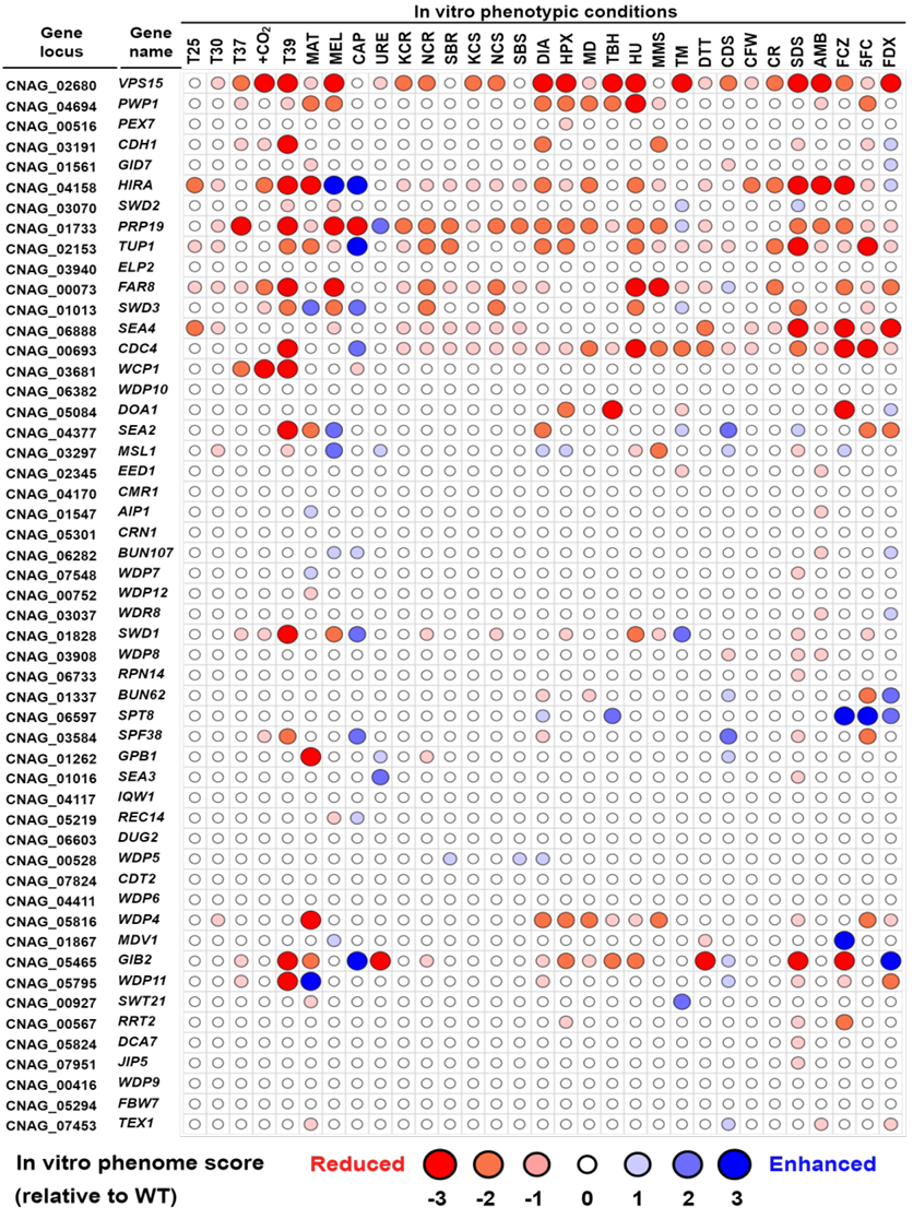 WD40 gene expression heatmap