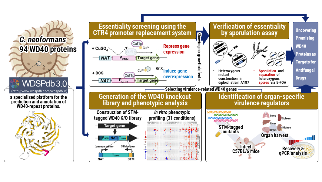 Cryptococcus neoformans WD40 Phenome Database abstract